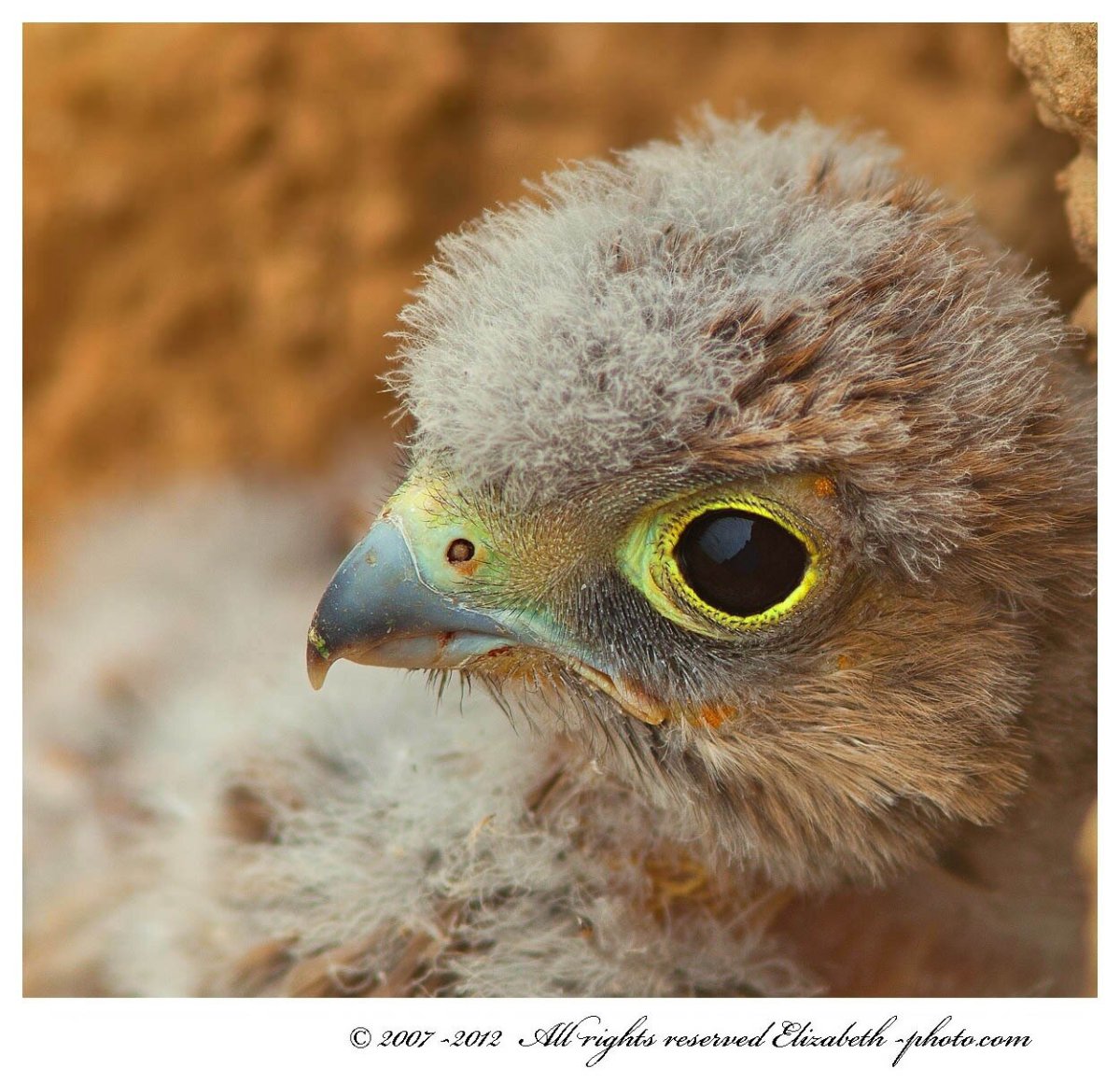 Новосибирский зоопарк Хищные птицы