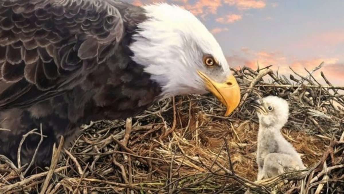 Птенец орла