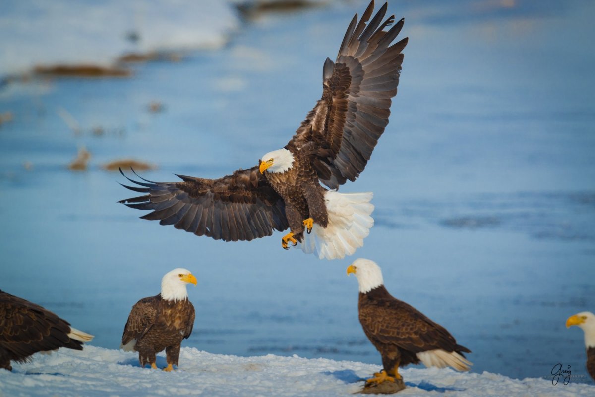 Орлан белохвост Байкал