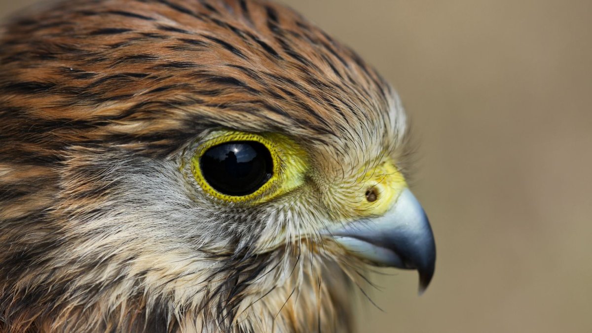 Орлы и Орлята птицы