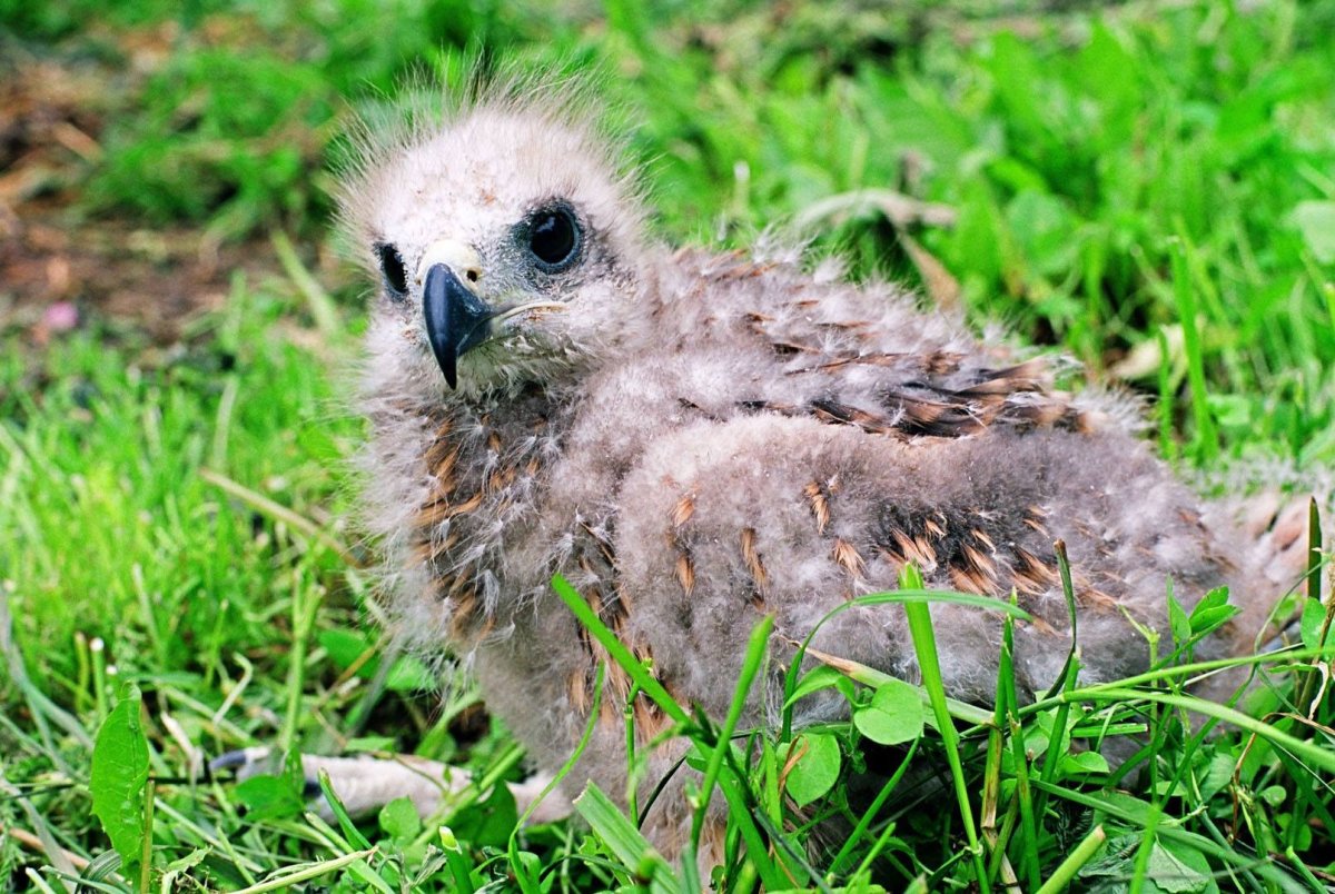 Скопец птица птенец