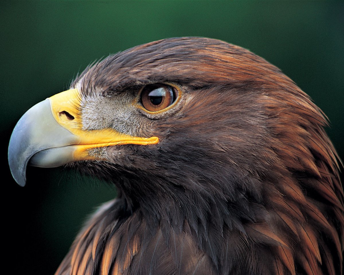 Молуккский орёл