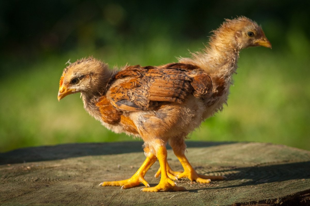 Орлёнок дитя орла