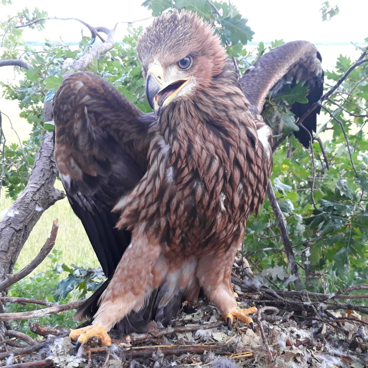 Птенец орла могильника