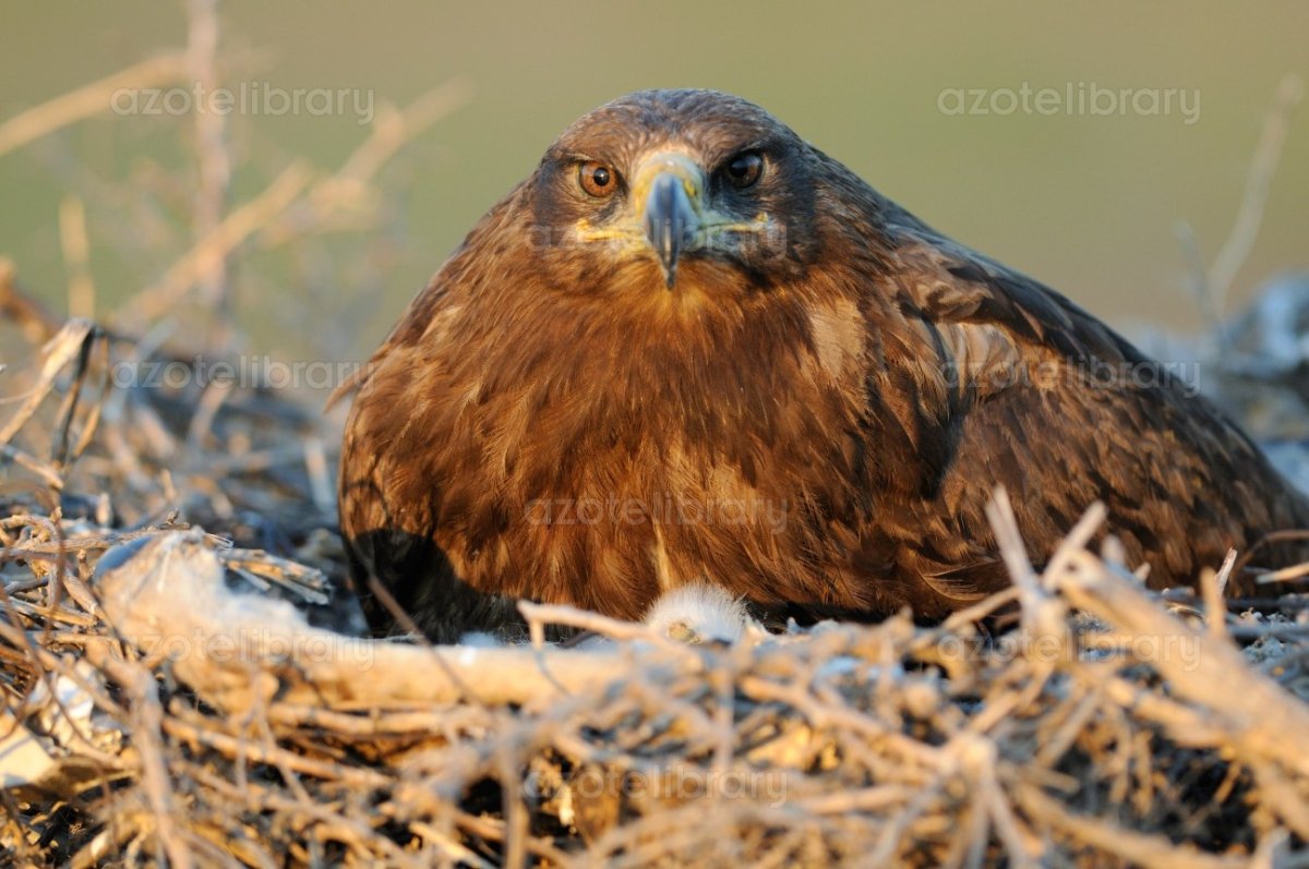 Степной Орел гнездование