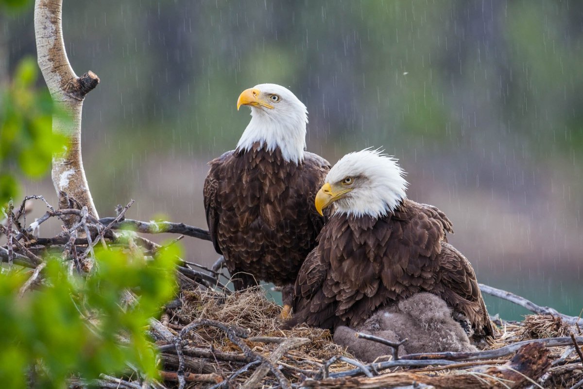 Орлица самка орла