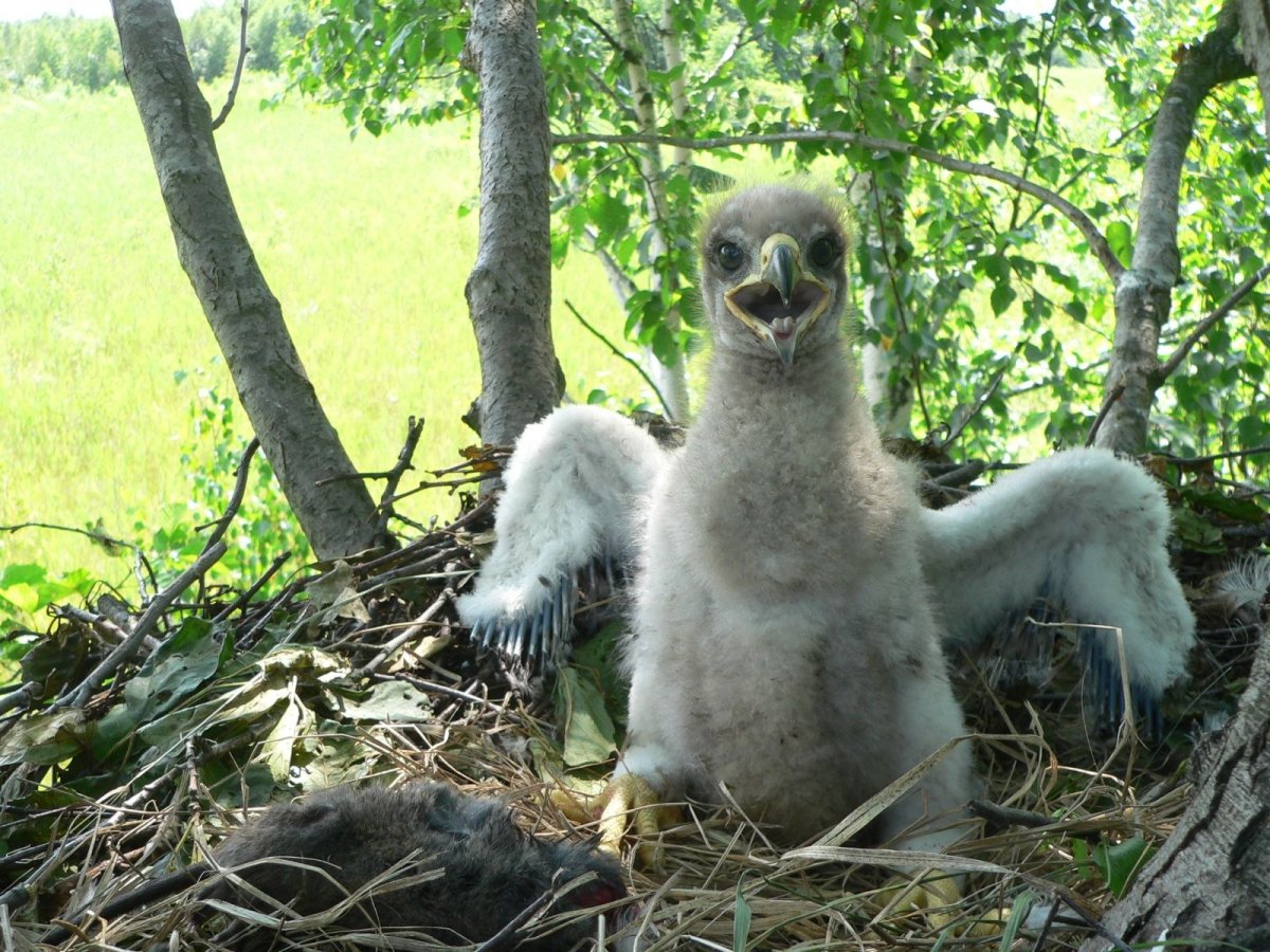 Неоперившийся Орленок