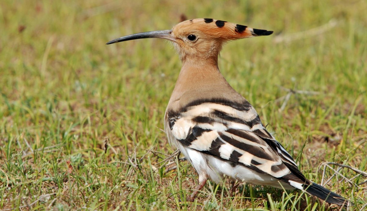 Серая птичка с хохолком
