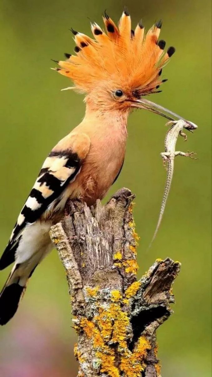 Мадагаскарский Удод