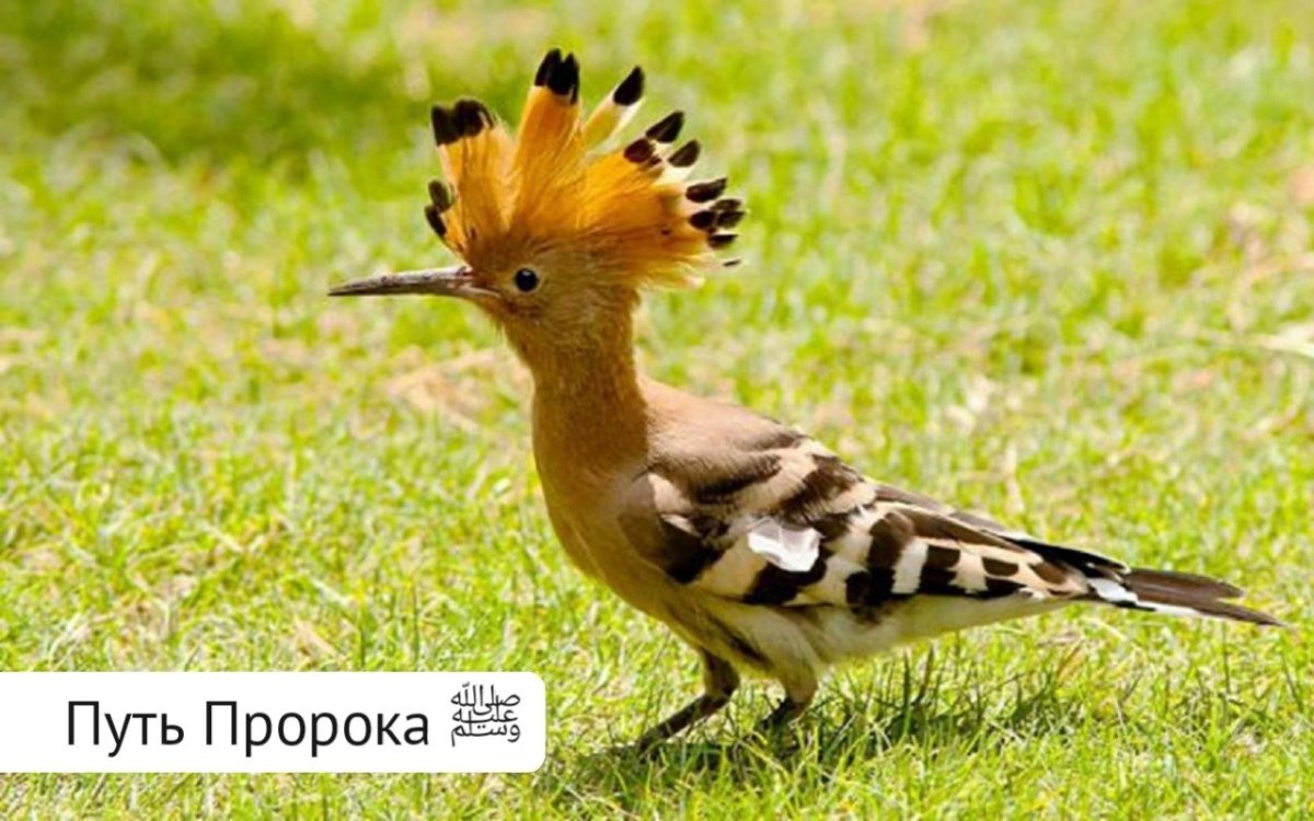 Птиц хохлатый с длинным носом