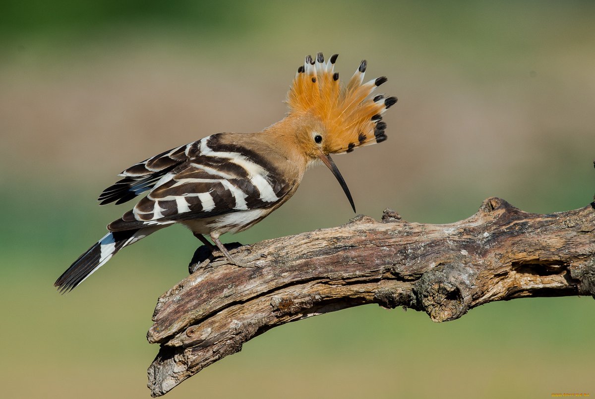 Удод обыкновенный