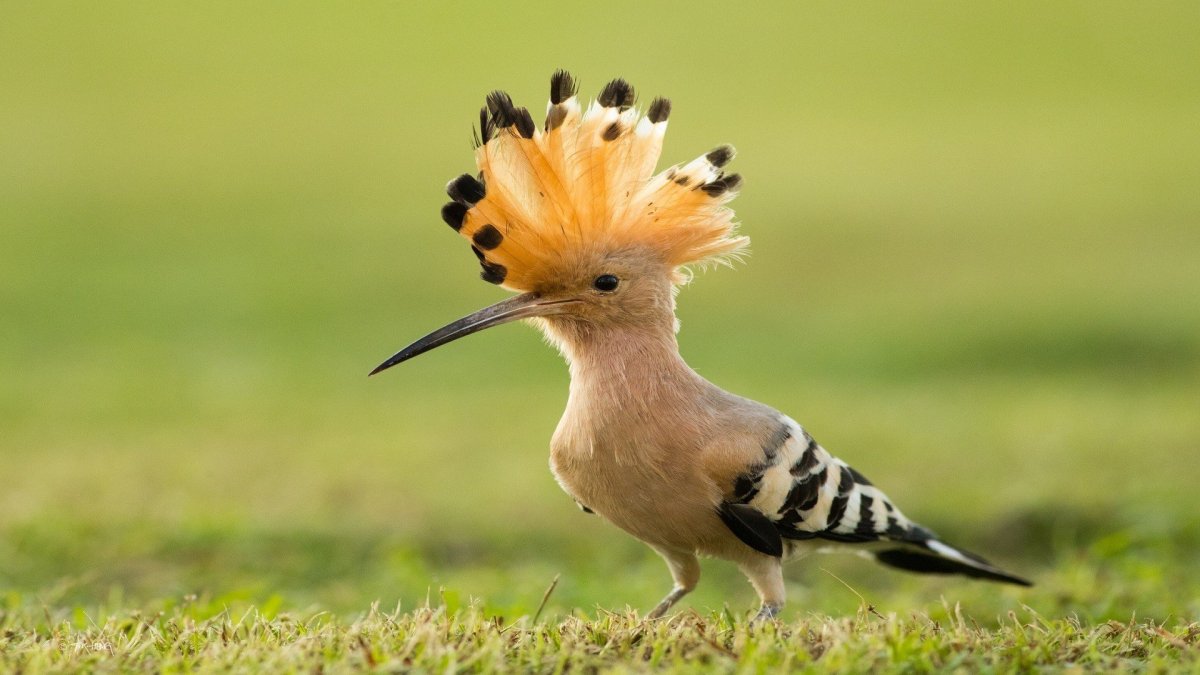 Удод Дальневосточный