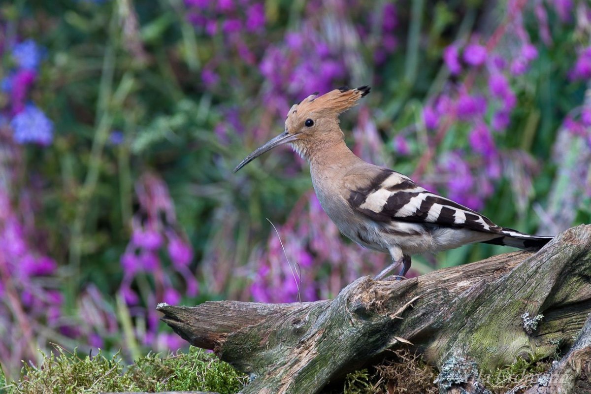 Хохлатая Пичуга