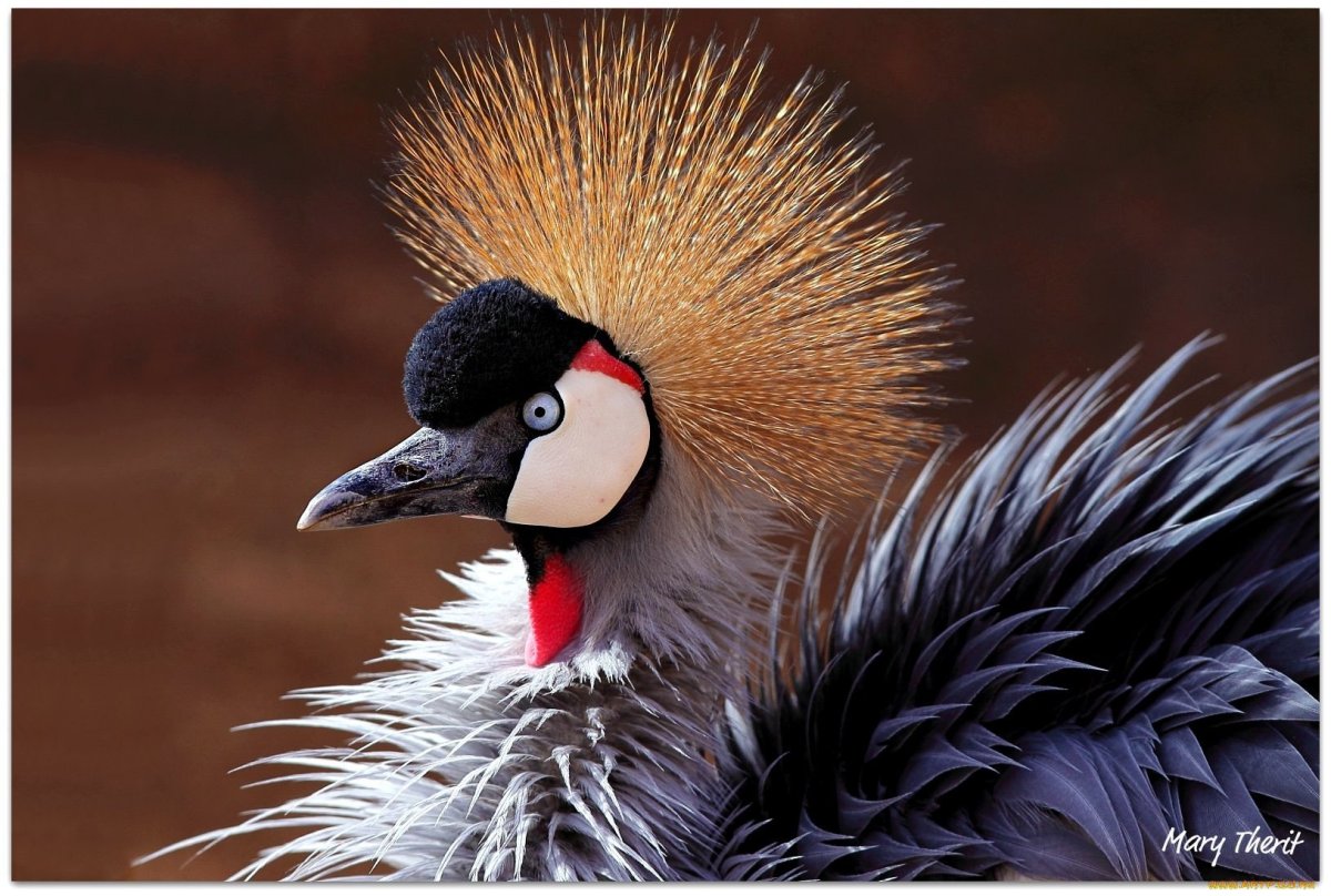 Мадагаскарский Удод