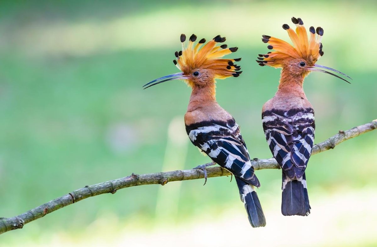 Удод Дальневосточный