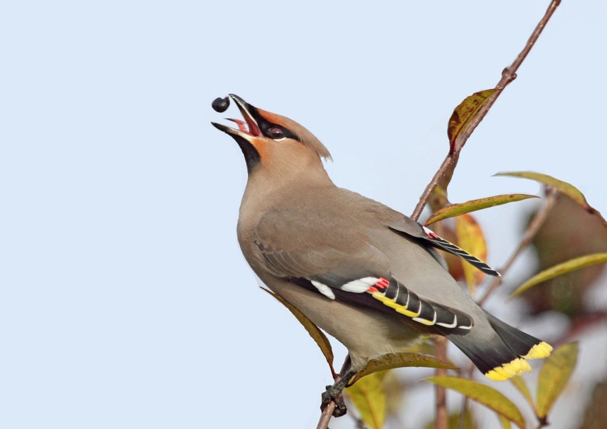 Удод Степной