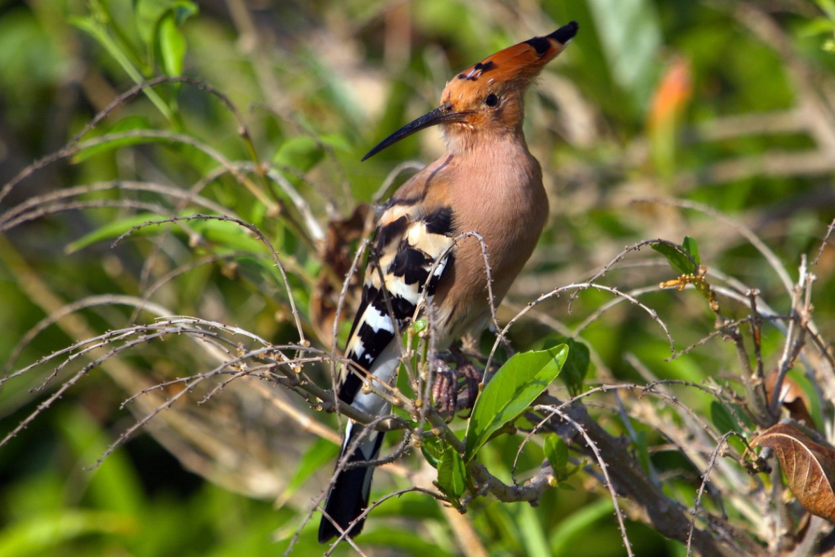 Удод (Upupa Epops)