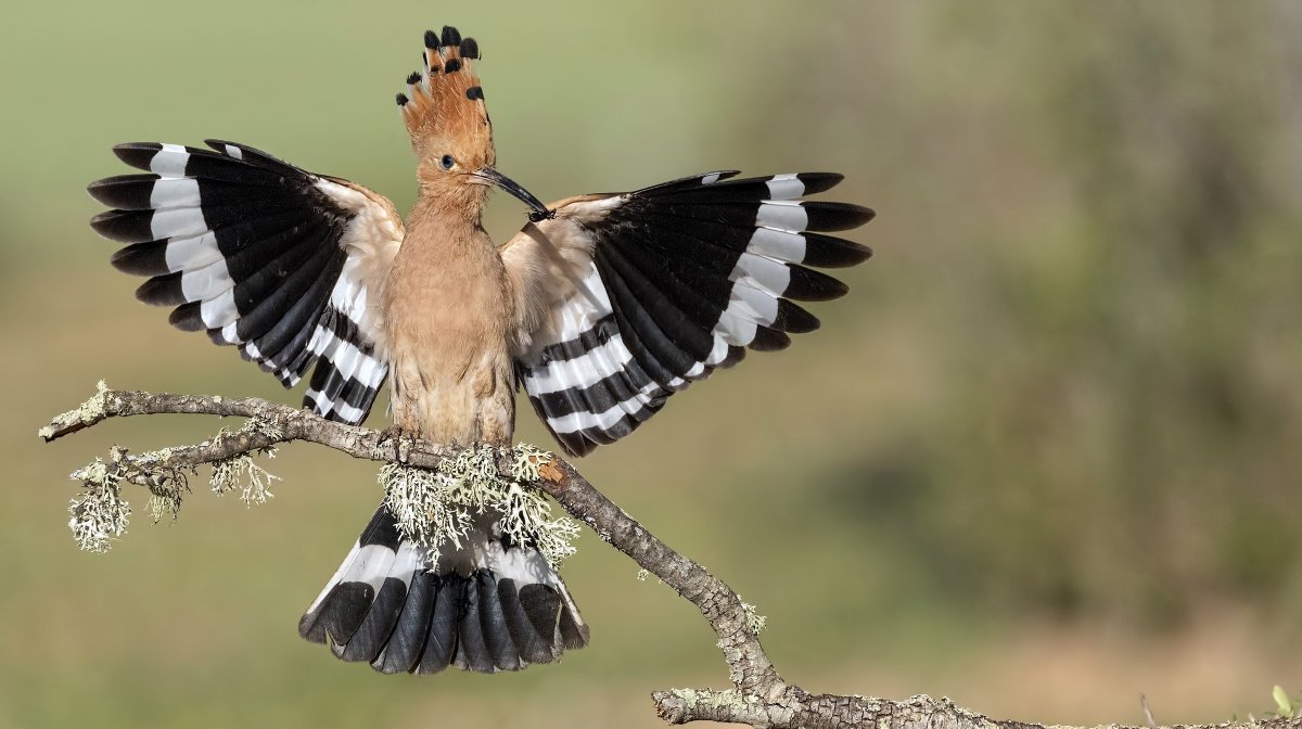 Удод Степной