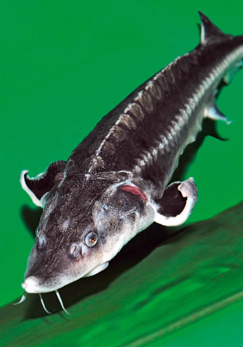 Рыба семейства психролютовые