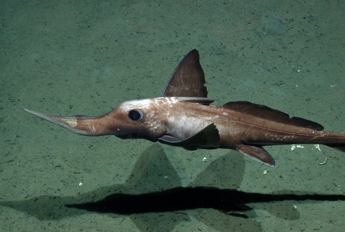 Внешнее строение рыбы меч