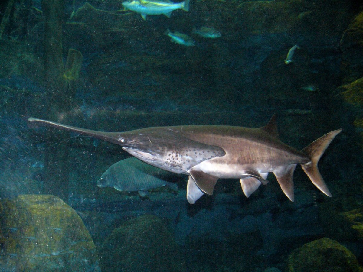 Рыба с длинным носом съедобная