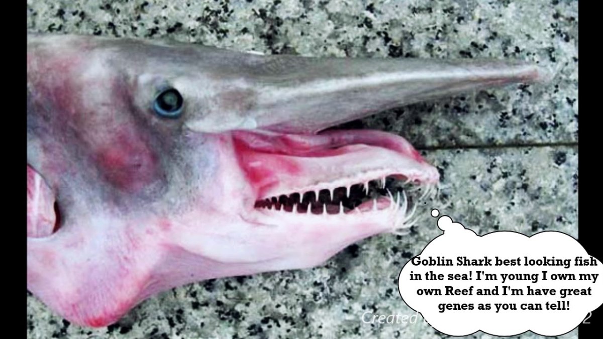 Носатый осетр