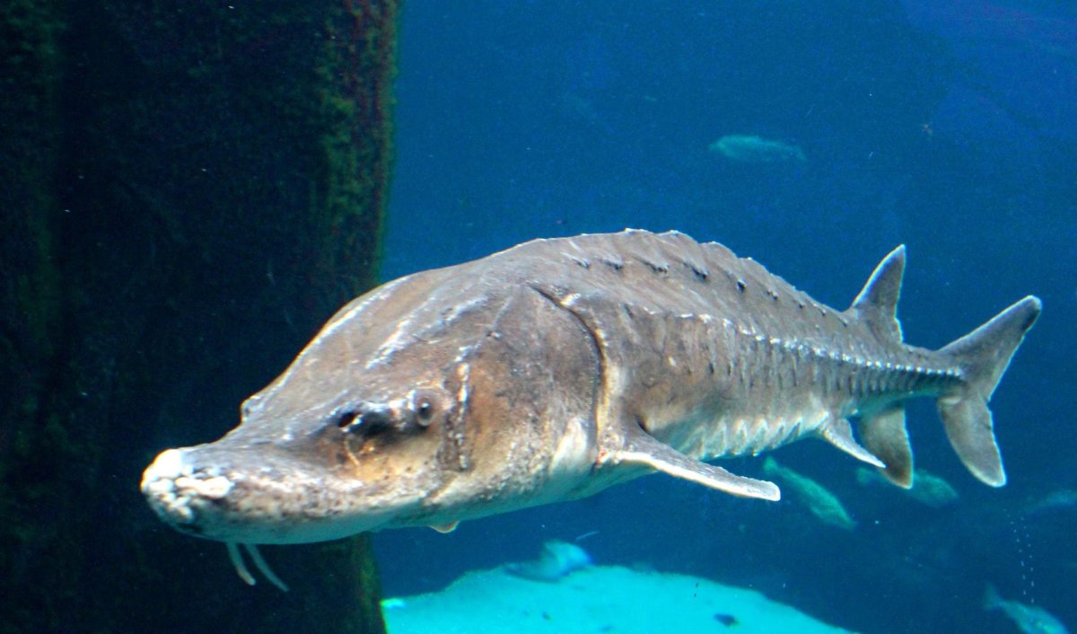 Севрюга (Acipenser stellatus)