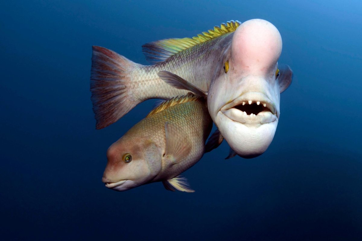 Цихлазома Дельфин