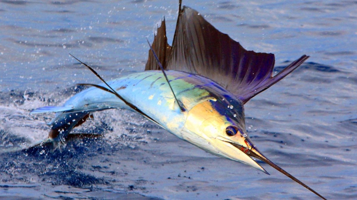 Парусник (Istiophorus platypterus)