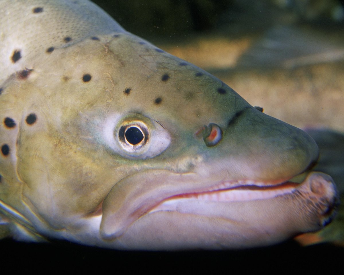 Рыба с длинным носом