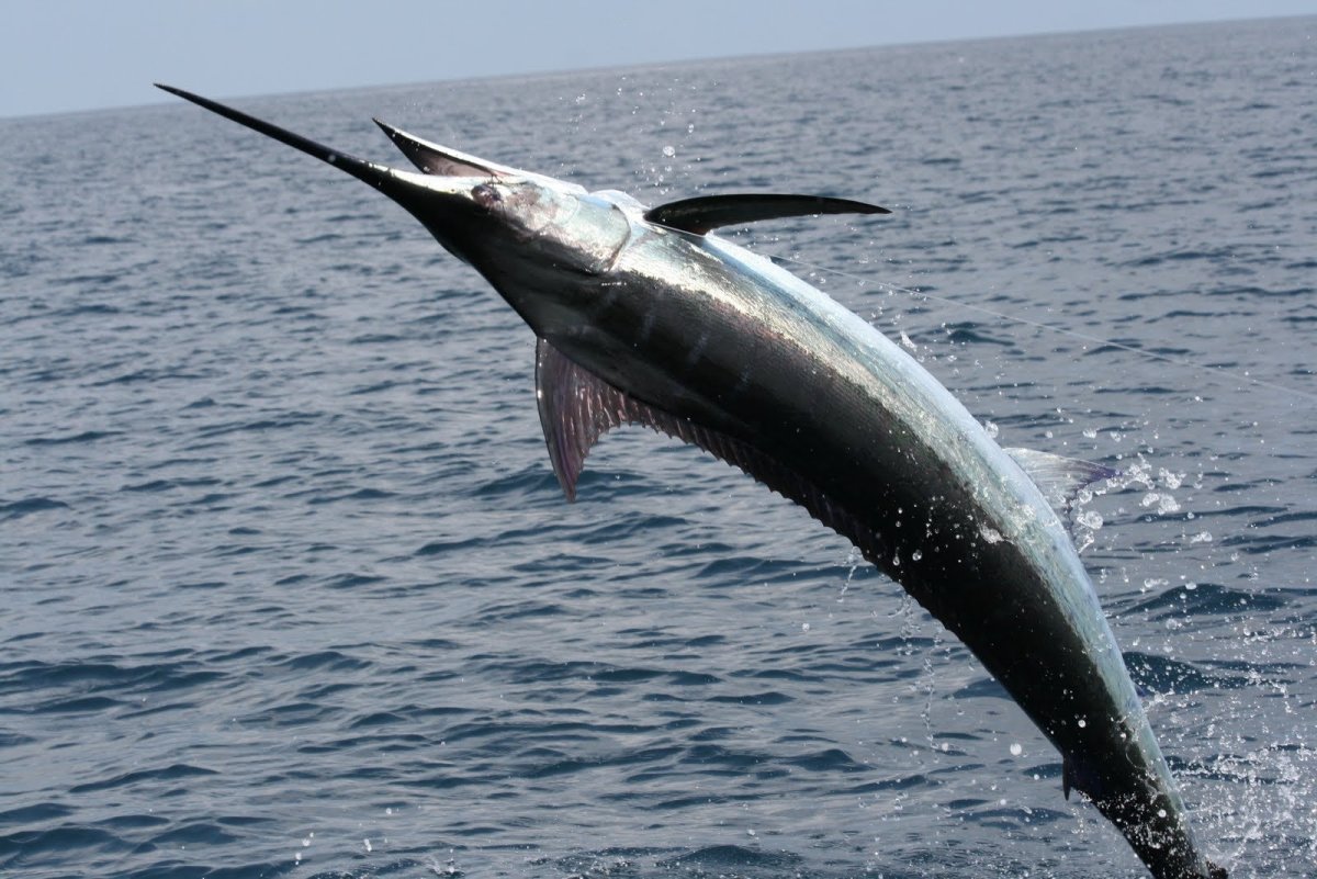 Xiphias Gladius меч-рыба