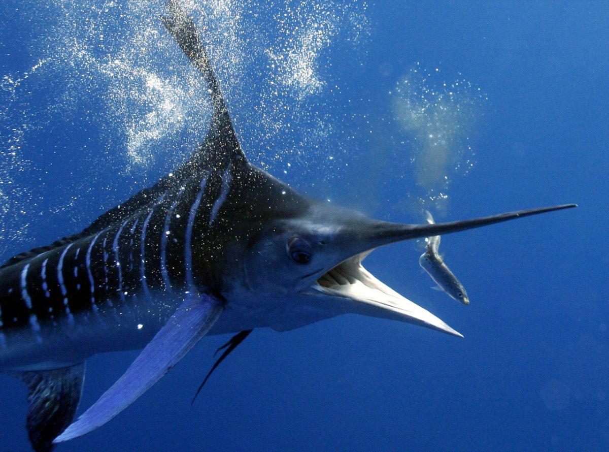 Рыба игла черное море Сарган