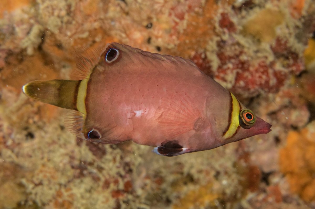 Рыба клыкастый губан