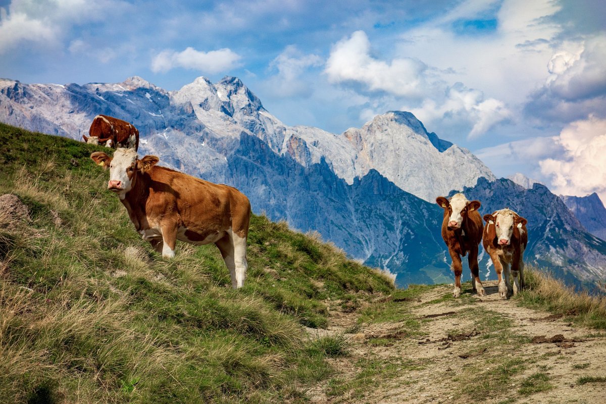 Серна в горах