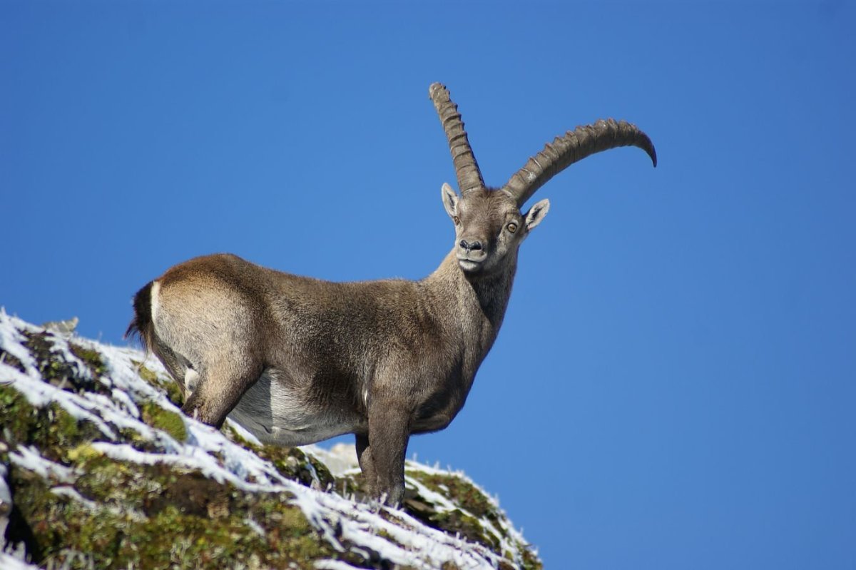 Швейцария высокогорные пастбища козы