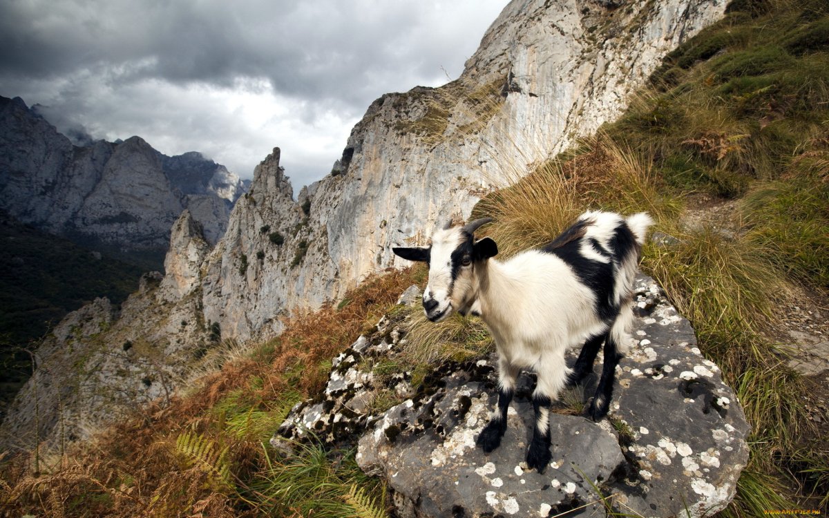 Флора и фауна Швейцарии