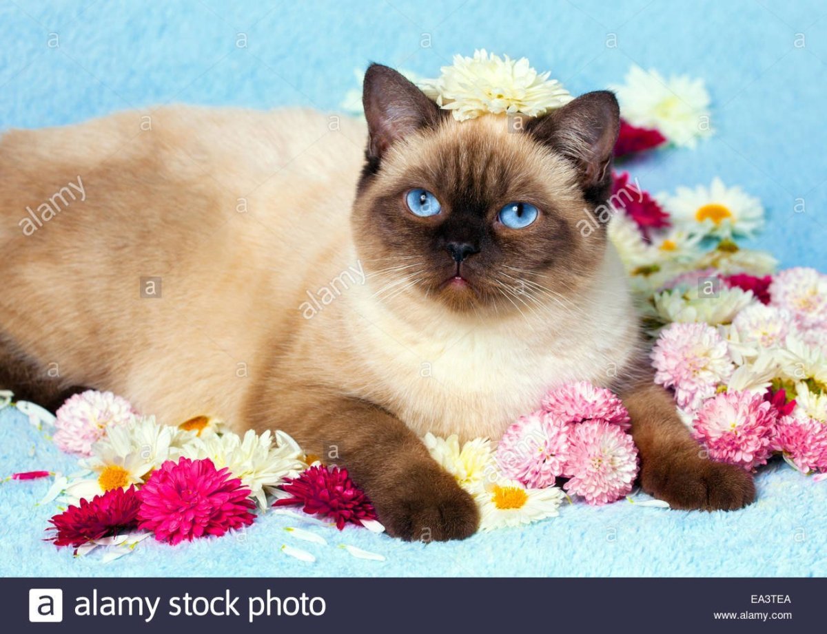 Кошка окраски колор Пойнт картина