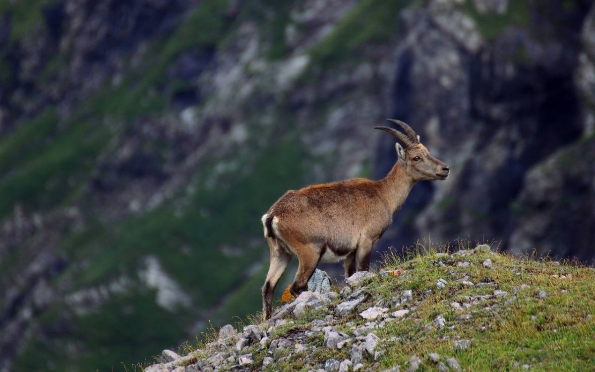 Альпийский горный козел Ибекс