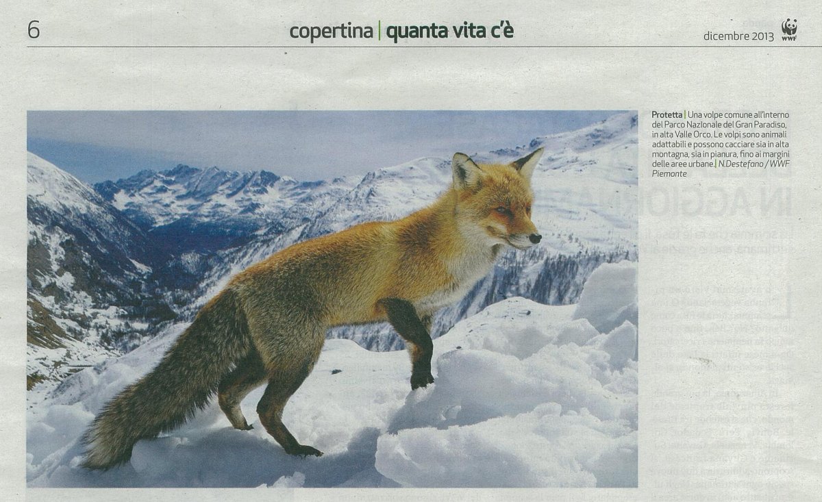 Альпийские Луга с коровами Швейцария