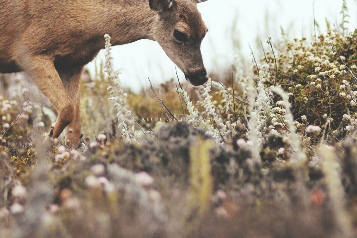 Альпийский горный козел Швейцария