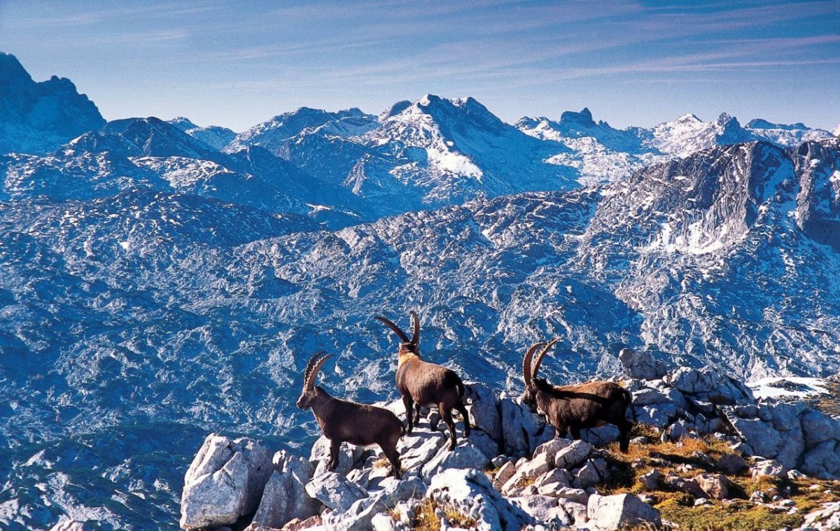 Альпийский горный козел Ибекс
