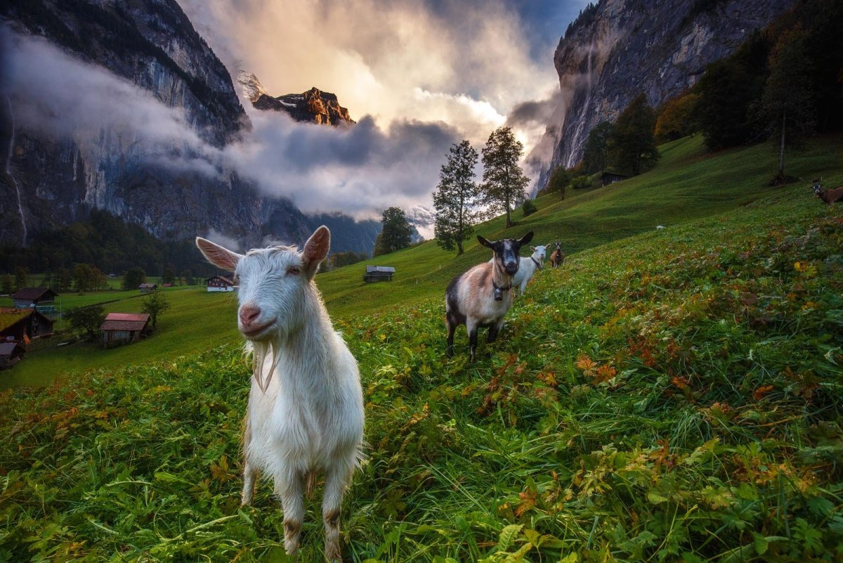 "Сибирский горный козёл (Козерог)"