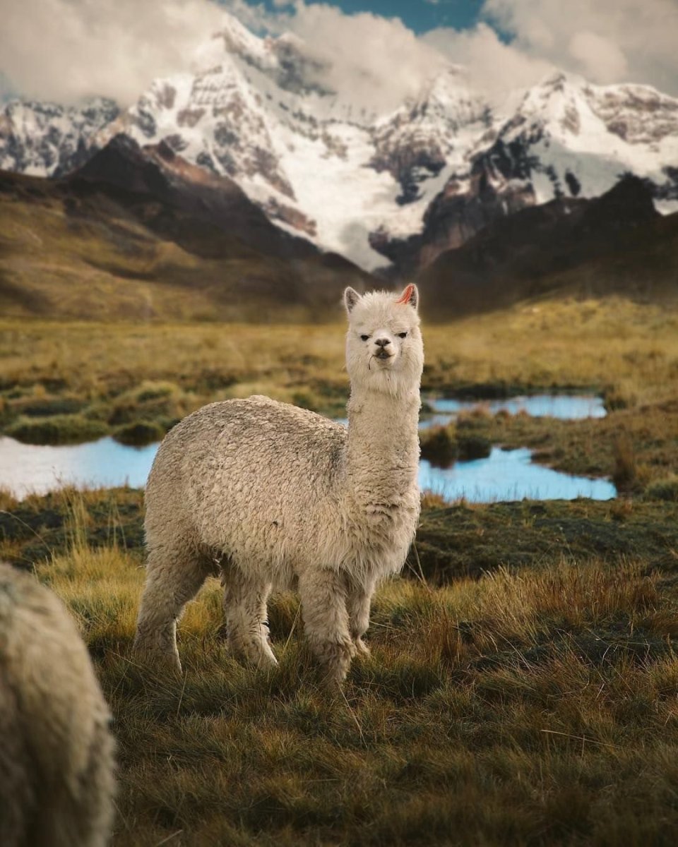 Альпийские Луга Швейцария