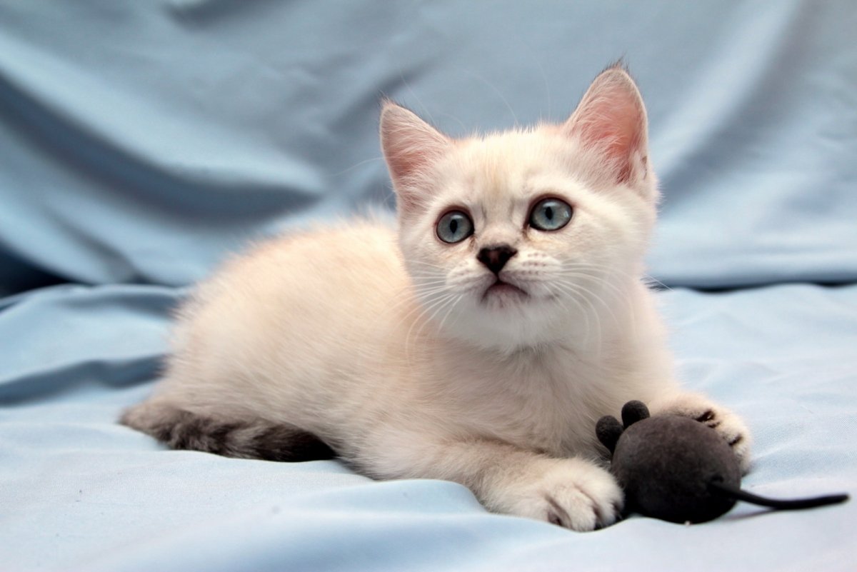 Рэгдолл колор Пойнт