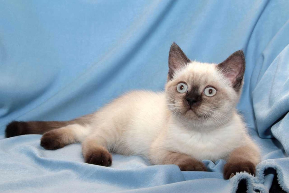 Британский колор Пойнт кот