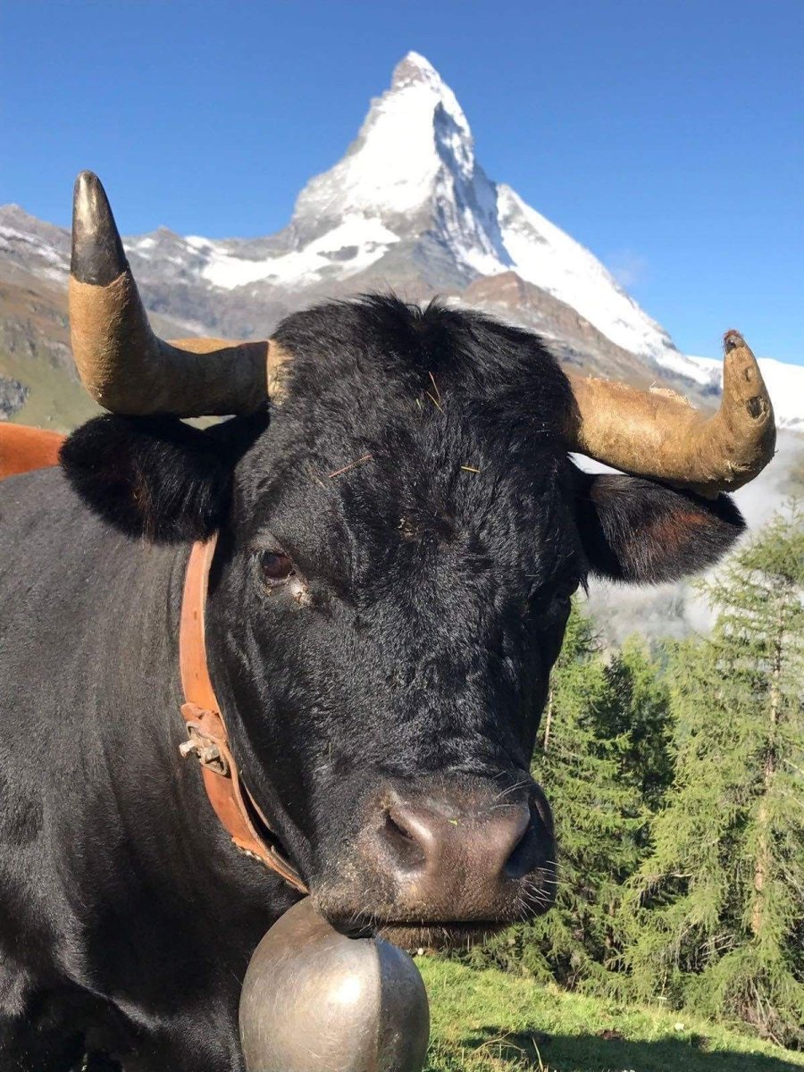 Тарбаган Монгун Тайга