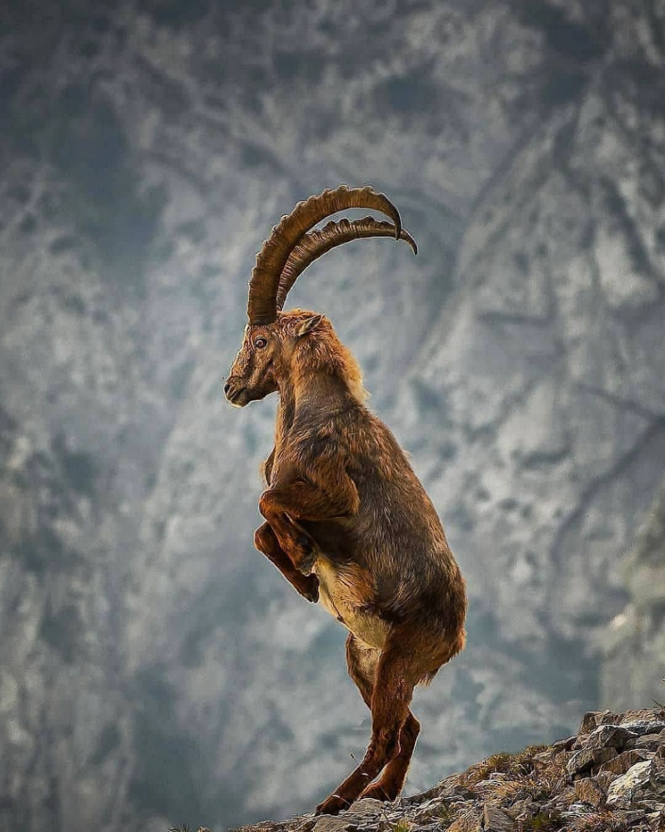 Швейцария Альпийские горные козлы