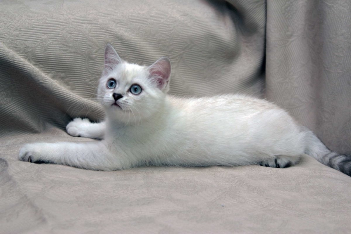 Британская шиншилла колор Пойнт