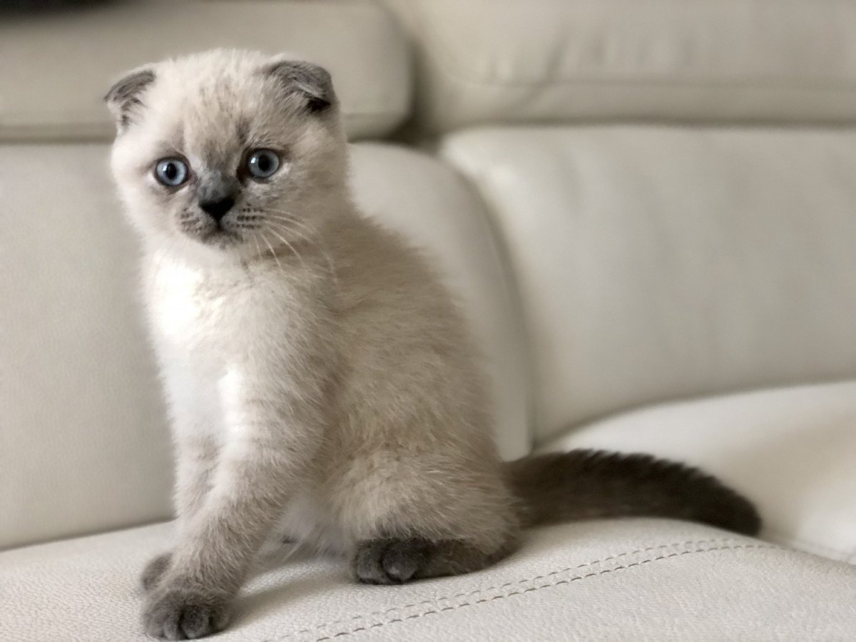 Британская с персидской Блю поинт