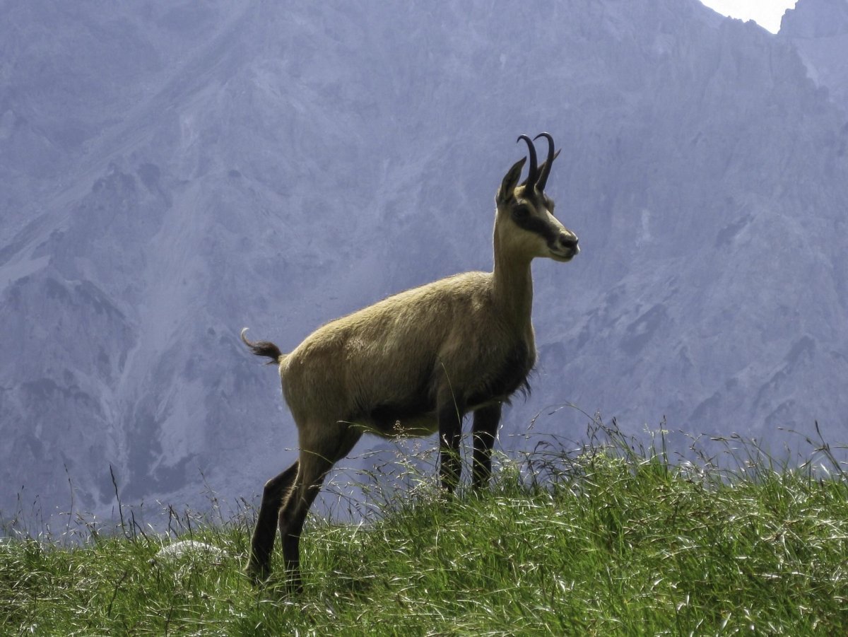 Альпийский горный козел Швейцария